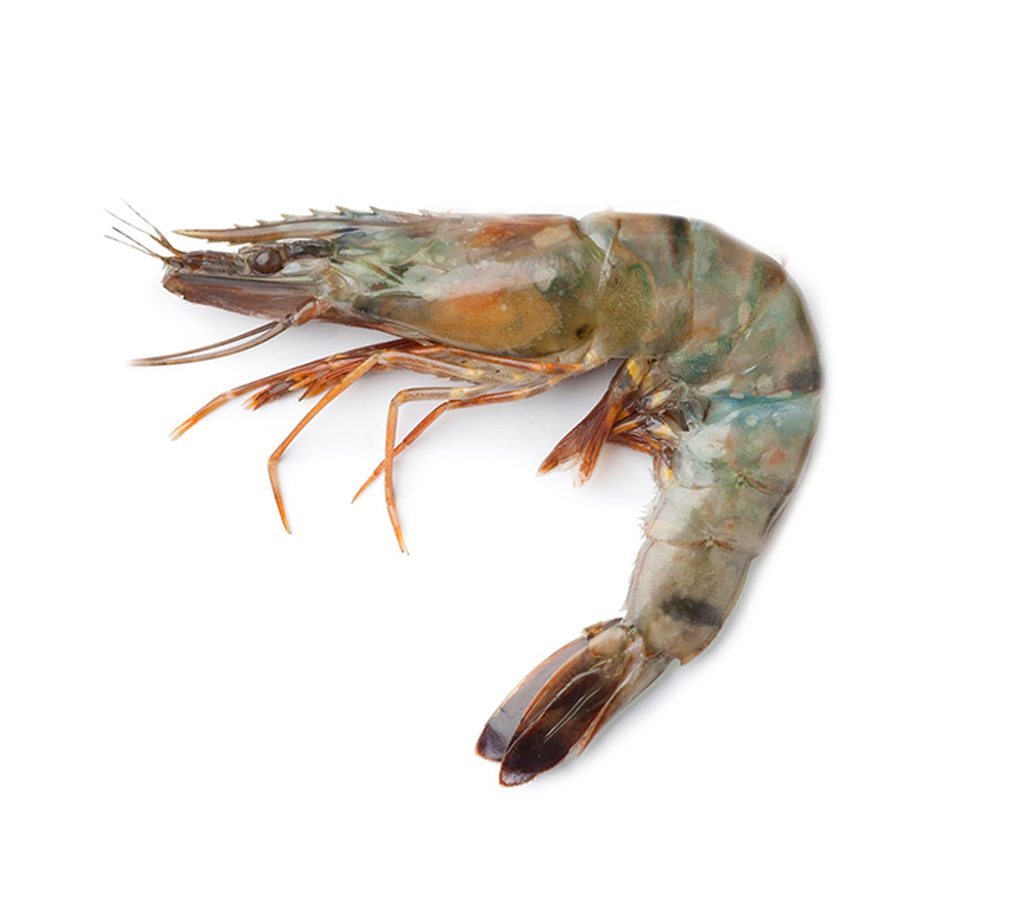 Camaron-C_Cabeza-Jumbo-60_80